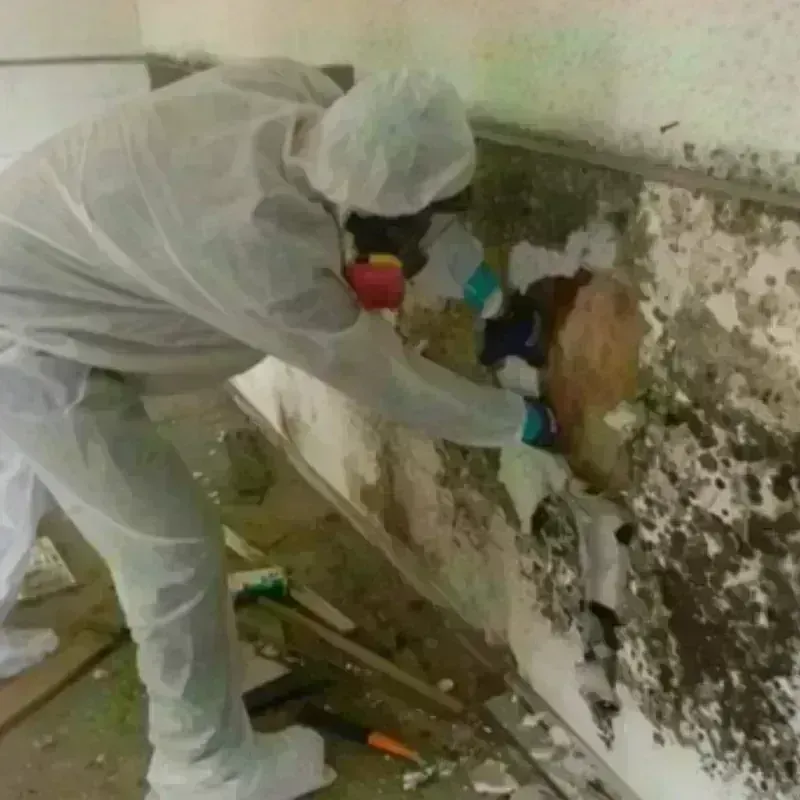 Mold Remediation and Removal in Rocky Point, NY